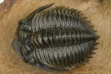 Large Metacanthina Trilobite With Reedops - Lghaft, Morocco #381585-1